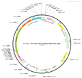 AAV-CRH-GCaMP6s AAV Vector – Calcium indicator – Constitutive – CRH promoter – for Calcium imaging – BHV12400481