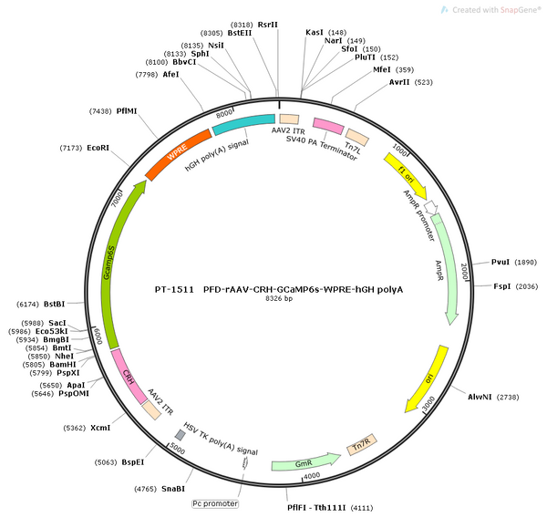 AAV-CRH-GCaMP6s AAV Vector – Calcium indicator – Constitutive – CRH promoter – for Calcium imaging – BHV12400481
