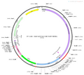 AAV-mTH-NLS-Cre-EGFP AAV Vector – Fluorescent reporter – Constitutive – mTH promoter – EGFP reporter – for Cell labeling / tracing – BHV12400511