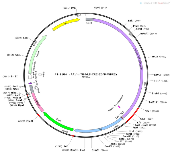 AAV-mTH-NLS-Cre-EGFP AAV Vector – Fluorescent reporter – Constitutive – mTH promoter – EGFP reporter – for Cell labeling / tracing – BHV12400511