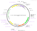 AAV-hSyn-CheRiff-EGFP AAV Vector – Fluorescent reporter – Constitutive – hSyn promoter – EGFP reporter – for Cell labeling / tracing – BHV12400513
