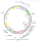 AAV-hSyn-Con/Fon-hM4D(Gi)-EGFP AAV Vector – Chemogenetic actuator (DREADD/PSAM/KORD) – Intersectional (Cre & Flp) – hSyn promoter – EGFP reporter – for Chemogenetics – BHV12400514