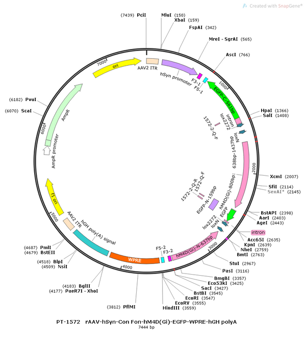 AAV-hSyn-Con/Fon-hM4D(Gi)-EGFP AAV Vector – Chemogenetic actuator (DREADD/PSAM/KORD) – Intersectional (Cre & Flp) – hSyn promoter – EGFP reporter – for Chemogenetics – BHV12400514