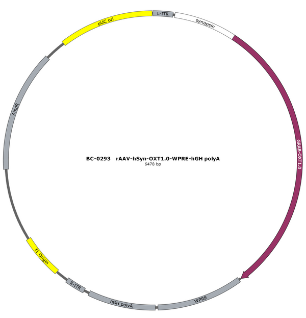 AAV-hSyn-OXT1.0 AAV Vector – Constitutive – hSyn promoter – BHV12400530