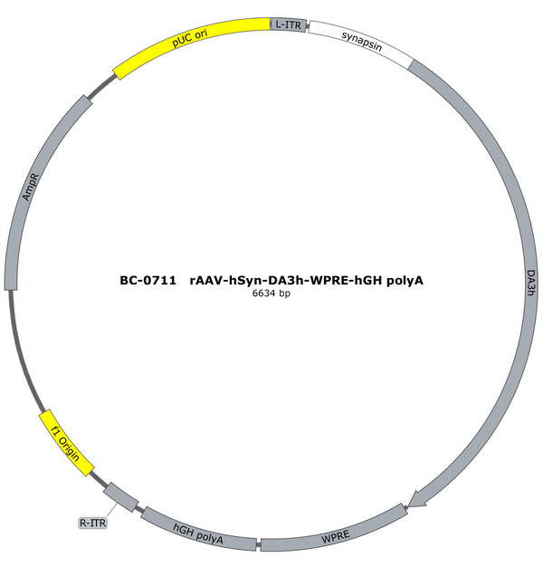 AAV-hSyn-DA3h AAV Vector – Dopamine sensor – Constitutive – hSyn promoter – for Dopamine imaging – BHV12400542