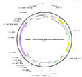 AAV-hSyn-DIO-GRAB-DA3m AAV Vector – Dopamine sensor – Cre-dependent – hSyn promoter – for Dopamine imaging – BHV12400547