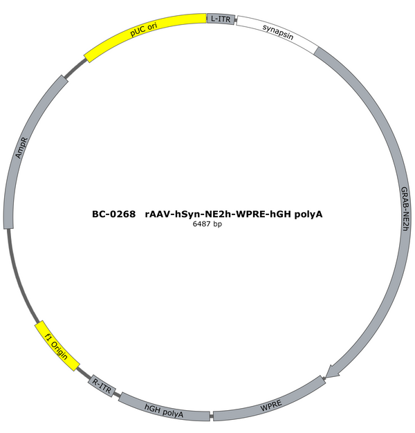 AAV-hSyn-NE2h AAV Vector – Norepinephrine sensor – Constitutive – hSyn promoter – for Norepinephrine imaging – BHV12400556