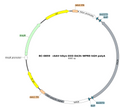 AAV-hSyn-DIO-DA3h AAV Vector – Dopamine sensor – Cre-dependent – hSyn promoter – for Dopamine imaging – BHV12400560