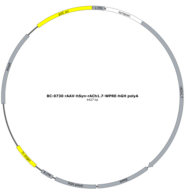 AAV-hSyn-rACh1.7 AAV Vector – Acetylcholine sensor – Constitutive – hSyn promoter – for Acetylcholine imaging – BHV12400563