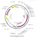 AAV-EF1α-DIO-5HT3.0 AAV Vector – Serotonin sensor – Cre-dependent – EF1α promoter – for Serotonin imaging – BHV12400583