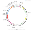 AAV-CaMKIIa-Cre-mCherry AAV Vector – Fluorescent reporter – Constitutive – CaMKIIa promoter – mCherry reporter – for Cell labeling / tracing – BHV12400588