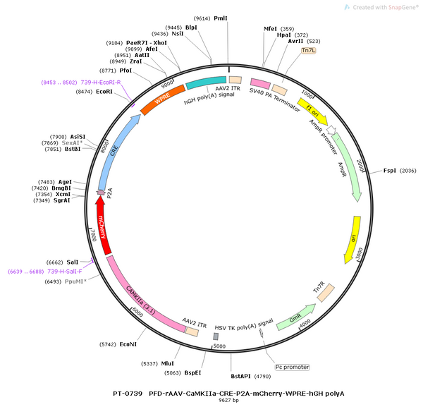 AAV-CaMKIIa-Cre-mCherry AAV Vector – Fluorescent reporter – Constitutive – CaMKIIa promoter – mCherry reporter – for Cell labeling / tracing – BHV12400588