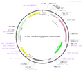 AAV-hSyn-ChrimsonR-GFP AAV Vector – Optogenetic actuator (opsin) – Constitutive – hSyn promoter – GFP reporter – for Optogenetics – BHV12400591