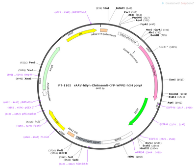 AAV-hSyn-ChrimsonR-GFP AAV Vector – Optogenetic actuator (opsin) – Constitutive – hSyn promoter – GFP reporter – for Optogenetics – BHV12400591