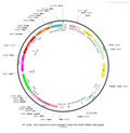 AAV-EF1α-DIO-taCasp3-TEVp-EGFP AAV Vector – Fluorescent reporter – Cre-dependent – EF1α promoter – EGFP reporter – for Cell labeling / tracing – BHV12400592