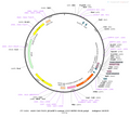 AAV-hSyn-DIO-mGFP-mRuby-Synaptophysin AAV Vector – Fluorescent reporter – Cre-dependent – hSyn promoter – mRuby reporter – for Cell labeling / tracing – BHV12400593