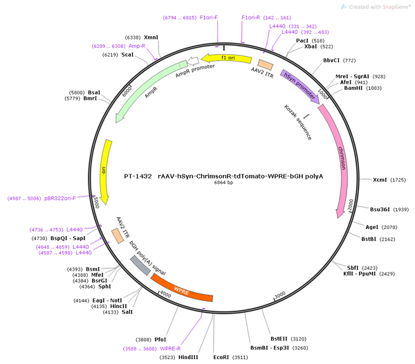 AAV-hSyn-ChrimsonR-tdTomato AAV Vector – Optogenetic actuator (opsin) – Constitutive – hSyn promoter – tdTomato reporter – for Optogenetics – BHV12400595