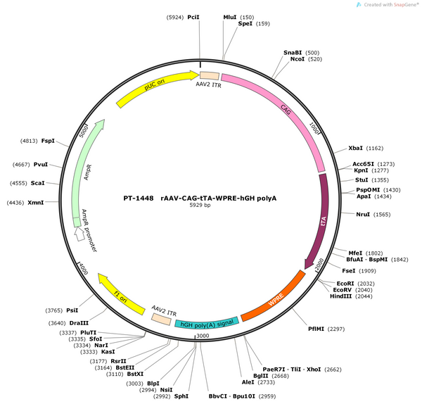 AAV-CAG-tTA (Tet transactivator) AAV Vector – Transcriptional regulator / recombinase – Tet-regulated – CAG promoter – for Genetic driver / recombination – BHV12400597
