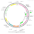 AAV-EF1α-Con/Fon-GCaMP6s AAV Vector – Calcium indicator – Intersectional (Cre & Flp) – EF1α promoter – for Calcium imaging – BHV12400598