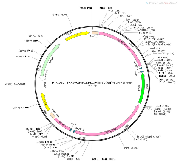 AAV-CaMKIIa-DIO-hM3D(Gq)-EGFP AAV Vector – Chemogenetic actuator (DREADD/PSAM/KORD) – Cre-dependent – CaMKIIa promoter – EGFP reporter – for Chemogenetics – BHV12400600