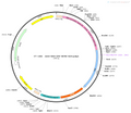 AAV-DBH-Cre AAV Vector – Transcriptional regulator / recombinase – Constitutive – DBH promoter – for Genetic driver / recombination – BHV12400601