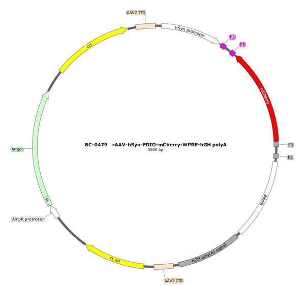 AAV-hSyn-fDIO-mCherry AAV Vector – Fluorescent reporter – Constitutive – hSyn promoter – mCherry reporter – for Cell labeling / tracing – BHV12400614