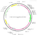 AAV-EF1α-DIO-hM3D(Gq)-EGFP AAV Vector – Chemogenetic actuator (DREADD/PSAM/KORD) – Cre-dependent – EF1α promoter – EGFP reporter – for Chemogenetics – BHV12400617