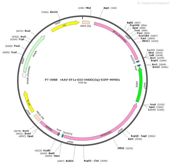 AAV-EF1α-DIO-hM3D(Gq)-EGFP AAV Vector – Chemogenetic actuator (DREADD/PSAM/KORD) – Cre-dependent – EF1α promoter – EGFP reporter – for Chemogenetics – BHV12400617