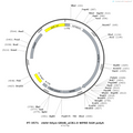 AAV-hSyn-GRAB_eCB2.0 AAV Vector – Neuromodulator sensor – Constitutive – hSyn promoter – for Neuromodulator imaging – BHV12400626