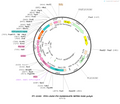 AAV-PV-iGABASnFR AAV Vector – GABA sensor – Constitutive – PV promoter – for GABA imaging – BHV12400640