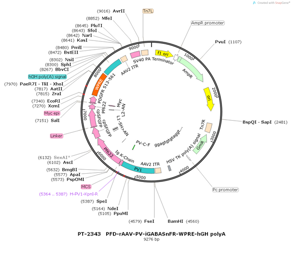 AAV-PV-iGABASnFR AAV Vector – GABA sensor – Constitutive – PV promoter – for GABA imaging – BHV12400640