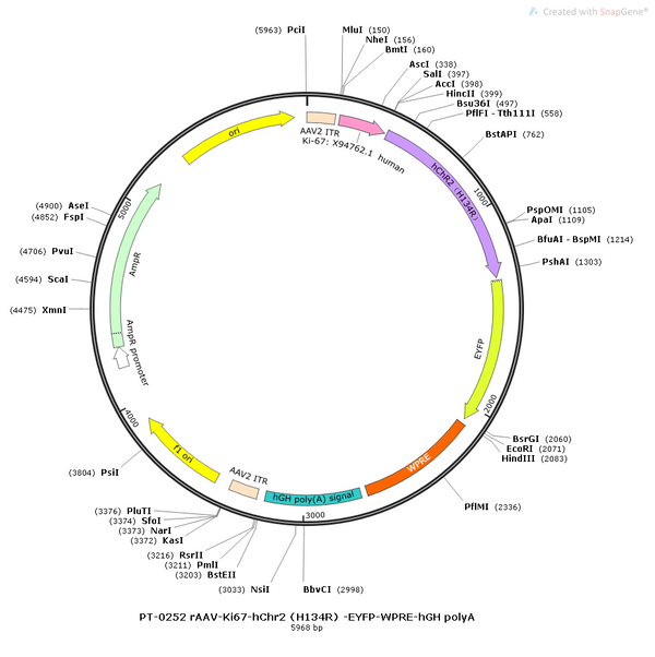AAV-Ki67-EYFP AAV Vector – Fluorescent reporter – Constitutive – Ki67 promoter – EYFP reporter – for Cell labeling / tracing – BHV12400641