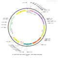 AAV-Ki67-hChR2(H134R)-EYFP AAV Vector – Optogenetic actuator (opsin) – Constitutive – Ki67 promoter – EYFP reporter – for Optogenetics – BHV12400642