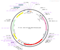 AAV-cTNT-iCre AAV Vector – Constitutive – cTNT promoter – BHV12400650