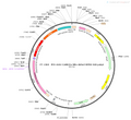 AAV-CaMKIIa-mito-DsRed AAV Vector – Fluorescent reporter – Constitutive – CaMKIIa promoter – DsRed reporter – for Cell labeling / tracing – BHV12400657