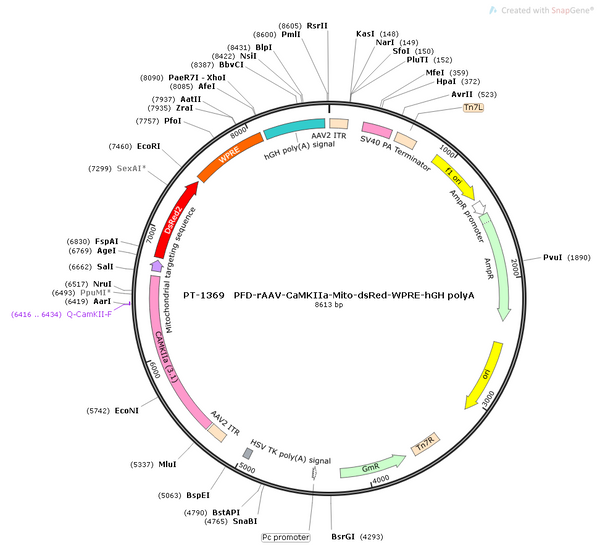 AAV-CaMKIIa-mito-DsRed AAV Vector – Fluorescent reporter – Constitutive – CaMKIIa promoter – DsRed reporter – for Cell labeling / tracing – BHV12400657