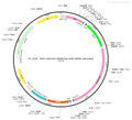 AAV-CRH-DIO-hM3D(Gq)-EGFP AAV Vector – Chemogenetic actuator (DREADD/PSAM/KORD) – Cre-dependent – CRH promoter – EGFP reporter – for Chemogenetics – BHV12400661