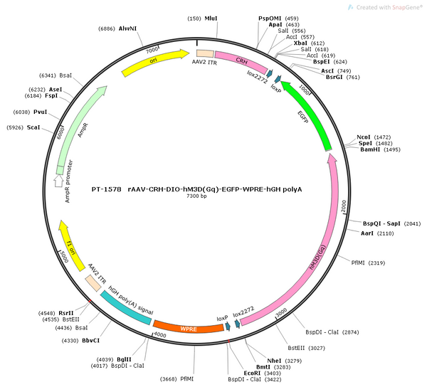 AAV-CRH-DIO-hM3D(Gq)-EGFP AAV Vector – Chemogenetic actuator (DREADD/PSAM/KORD) – Cre-dependent – CRH promoter – EGFP reporter – for Chemogenetics – BHV12400661