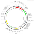 AAV-mOXT-EGFP AAV Vector – Fluorescent reporter – Constitutive – mOXT promoter – EGFP reporter – for Cell labeling / tracing – BHV12400664