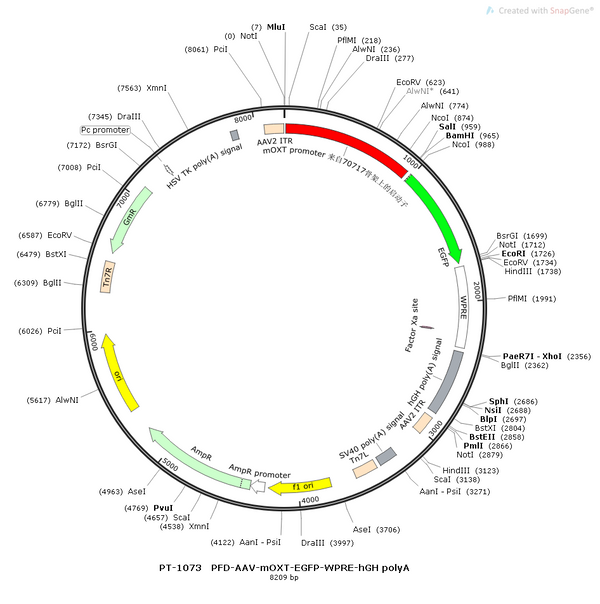 AAV-mOXT-EGFP AAV Vector – Fluorescent reporter – Constitutive – mOXT promoter – EGFP reporter – for Cell labeling / tracing – BHV12400664