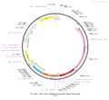 AAV-mOXT-hM3D(Gq)-mCherry AAV Vector – Chemogenetic actuator (DREADD/PSAM/KORD) – Constitutive – mOXT promoter – mCherry reporter – for Chemogenetics – BHV12400665