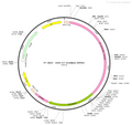 AAV-OT-GCaMP6s AAV Vector – Calcium indicator – Constitutive – OT promoter – for Calcium imaging – BHV12400666