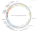 AAV-D1-Cre-mCherry AAV Vector – Fluorescent reporter – Constitutive – D1 promoter – mCherry reporter – for Cell labeling / tracing – BHV12400669