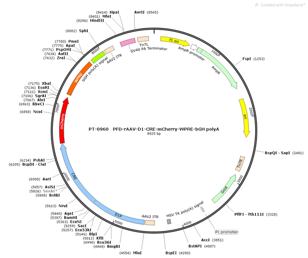 AAV-D1-Cre-mCherry AAV Vector – Fluorescent reporter – Constitutive – D1 promoter – mCherry reporter – for Cell labeling / tracing – BHV12400669