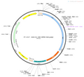 AAV-D1-Cre AAV Vector – Transcriptional regulator / recombinase – Constitutive – D1 promoter – for Genetic driver / recombination – BHV12400670