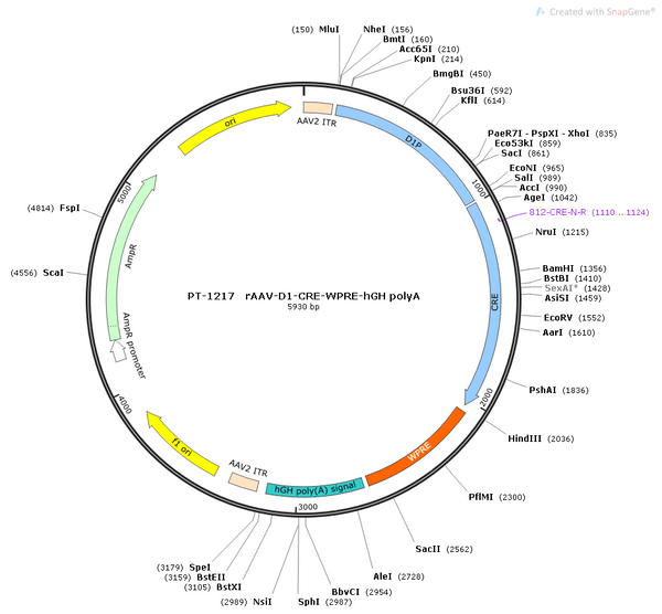 AAV-D1-Cre AAV Vector – Transcriptional regulator / recombinase – Constitutive – D1 promoter – for Genetic driver / recombination – BHV12400670
