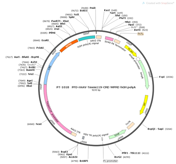 AAV-Tmem119-Cre AAV Vector – Transcriptional regulator / recombinase – Constitutive – Tmem119 promoter – for Genetic driver / recombination – BHV12400671