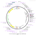 AAV-GfaABC1D-GCaMP6f-SV40 AAV Vector – Calcium indicator – Constitutive – GfaABC1D promoter – for Calcium imaging – BHV12400675