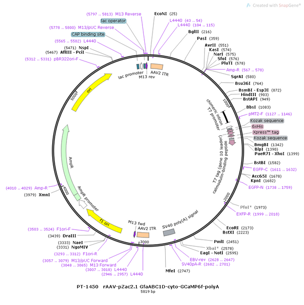 AAV-GfaABC1D-GCaMP6f-SV40 AAV Vector – Calcium indicator – Constitutive – GfaABC1D promoter – for Calcium imaging – BHV12400675