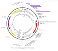 AAV-GfaABC1D-mCherry AAV Vector – Fluorescent reporter – Constitutive – GfaABC1D promoter – mCherry reporter – for Cell labeling / tracing – BHV12400677